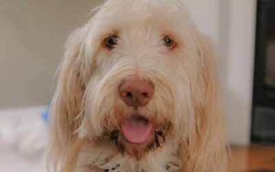 Does a Spinone Drool More Than Other Dogs?