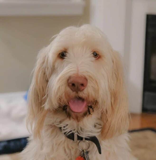 Does a Spinone Drool More Than Other Dogs?