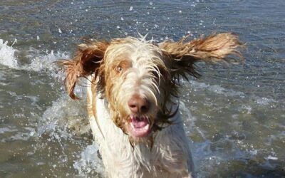 How To Hand Strip A Spinone Italiano: A Step-By-Step Guide