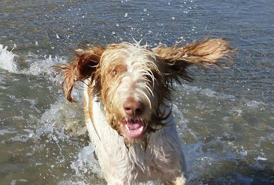 How To Hand Strip A Spinone Italiano: A Step-By-Step Guide