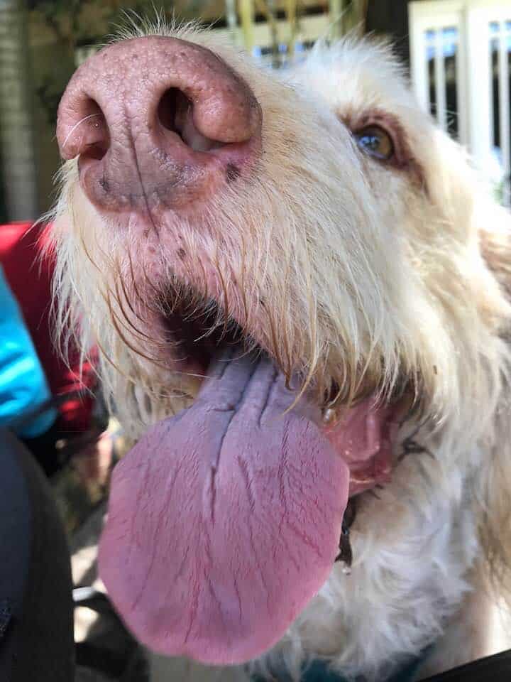 spinone drool
