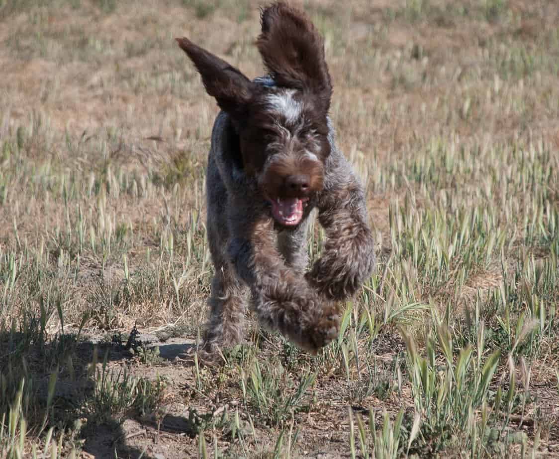 spinone italiano ear care