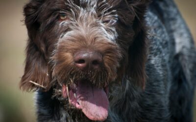 Choosing The Best Dog Food For A Spinone Italiano