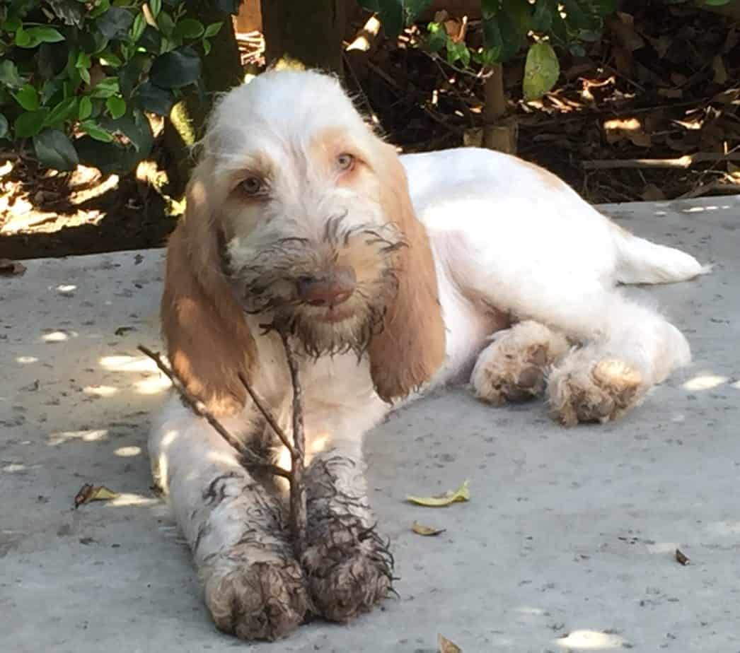 why does my spinone italiano itch