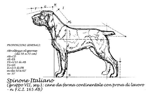 spinone italiano breed standard
