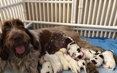 Spinone Italiano Cost: Exploring Expenses from Puppy to Adult Dog