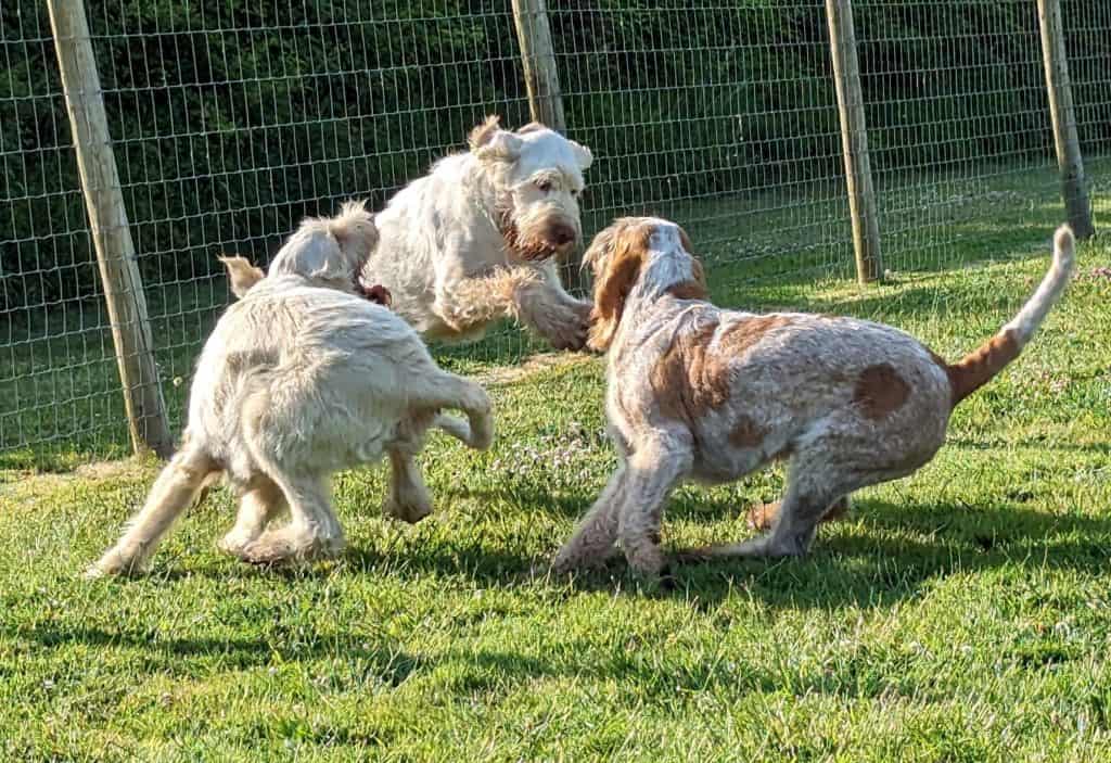 best dog food for spinone italiano